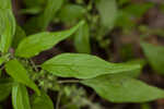 Pennsylvania pellitory